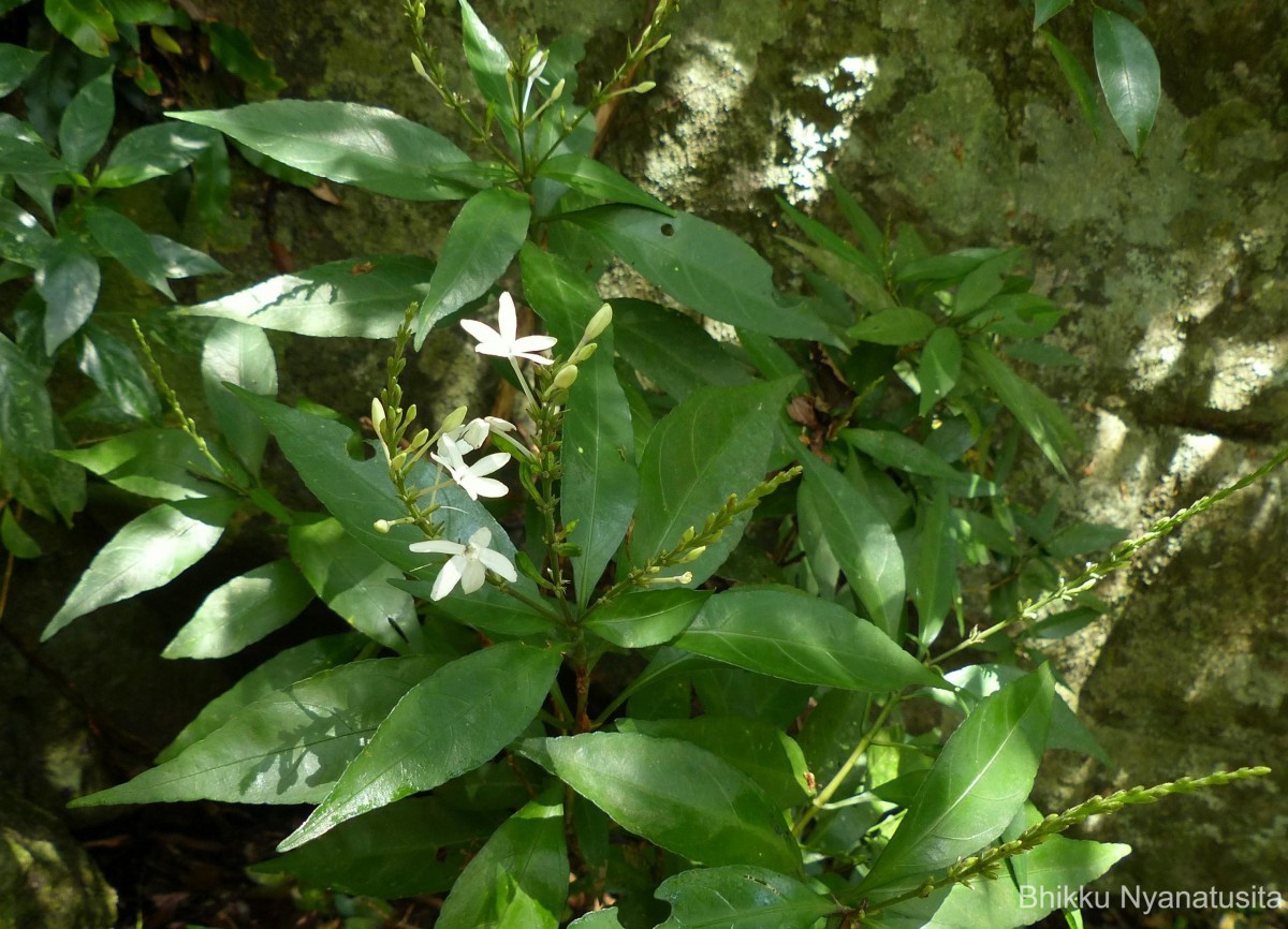 Pseuderanthemum latifolium (Vahl) B.Hansen